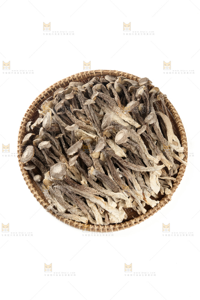鹿茸菇