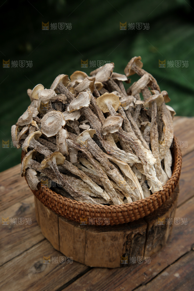 鹿茸菇