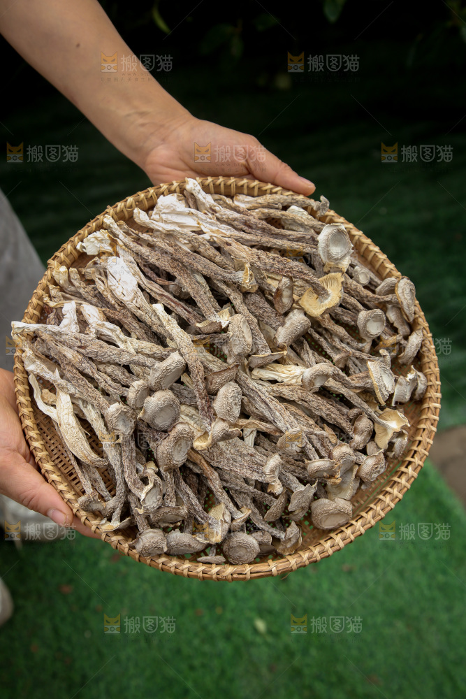 鹿茸菇
