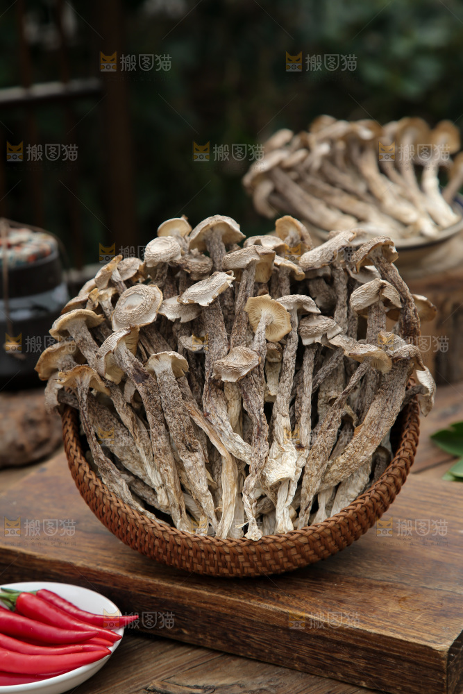 鹿茸菇
