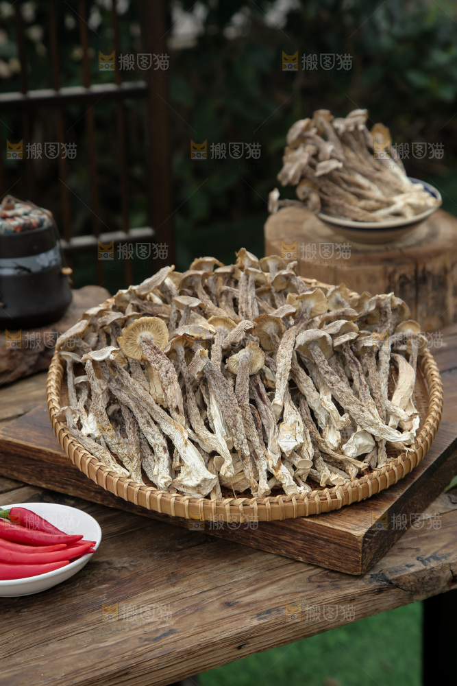 鹿茸菇