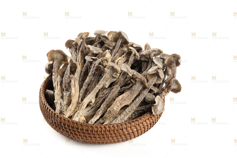 鹿茸菇