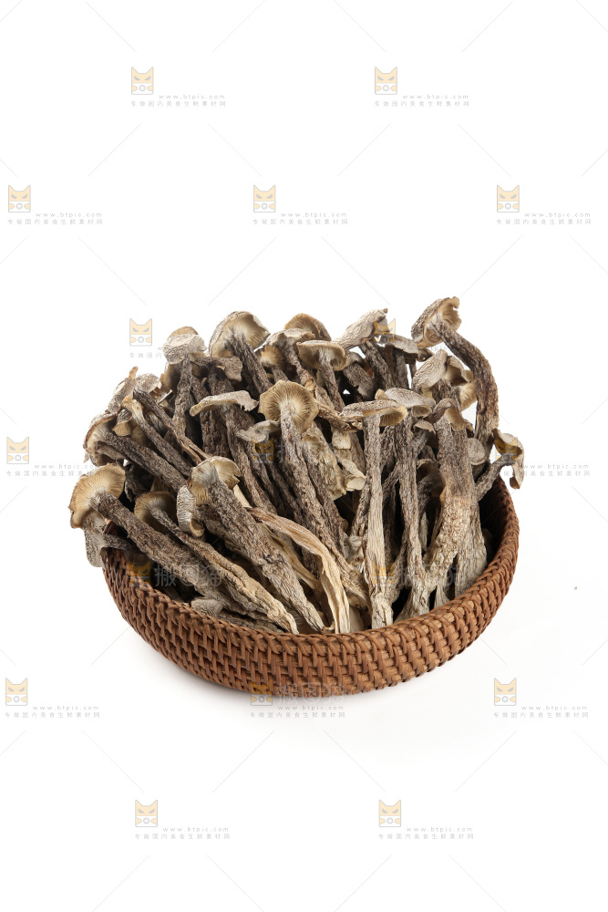 鹿茸菇