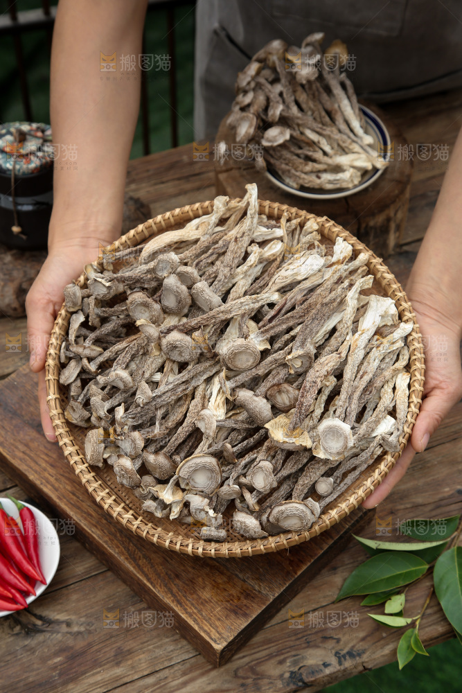 鹿茸菇