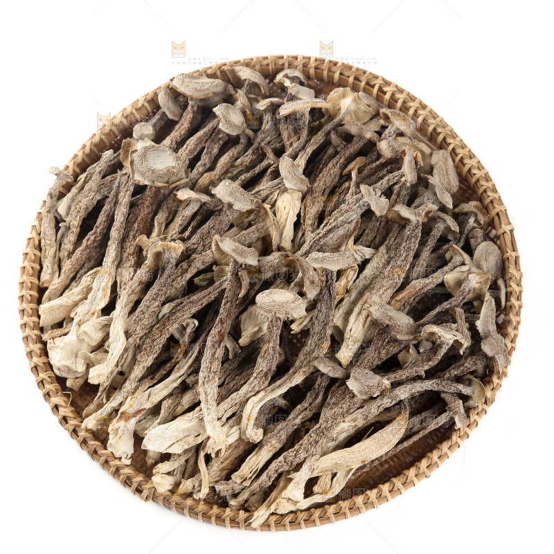 鹿茸菇