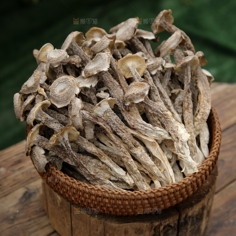 鹿茸菇