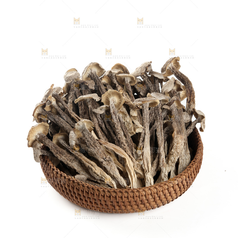 鹿茸菇