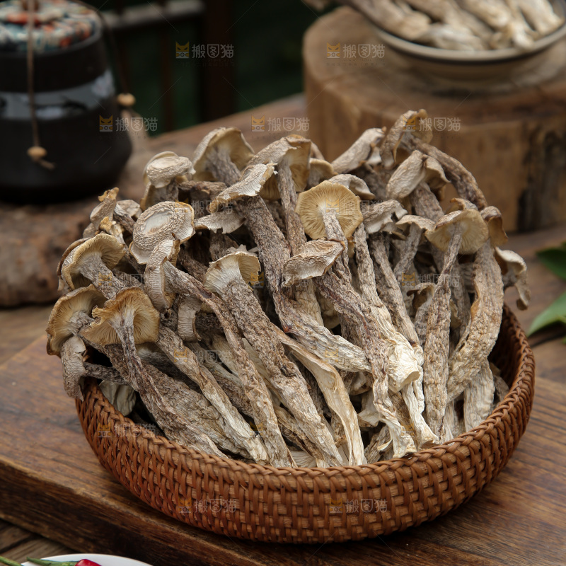 鹿茸菇