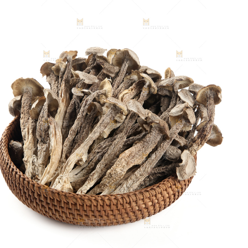 鹿茸菇