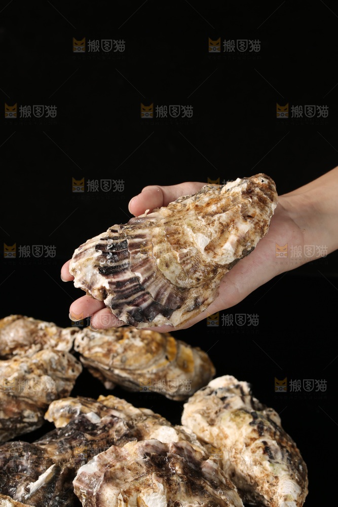 生蚝