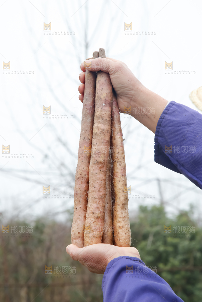 铁棍山药