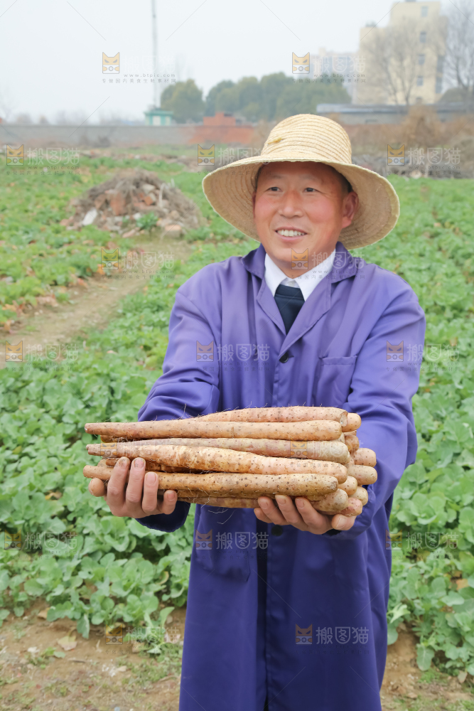 铁棍山药