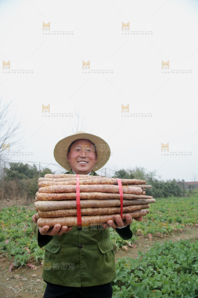 铁棍山药