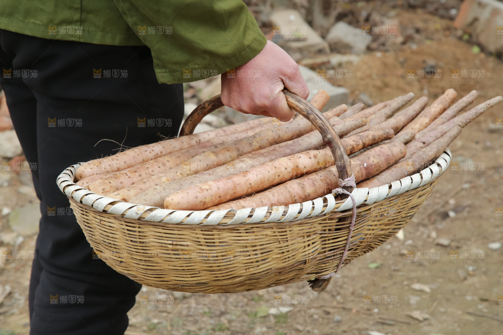 铁棍山药