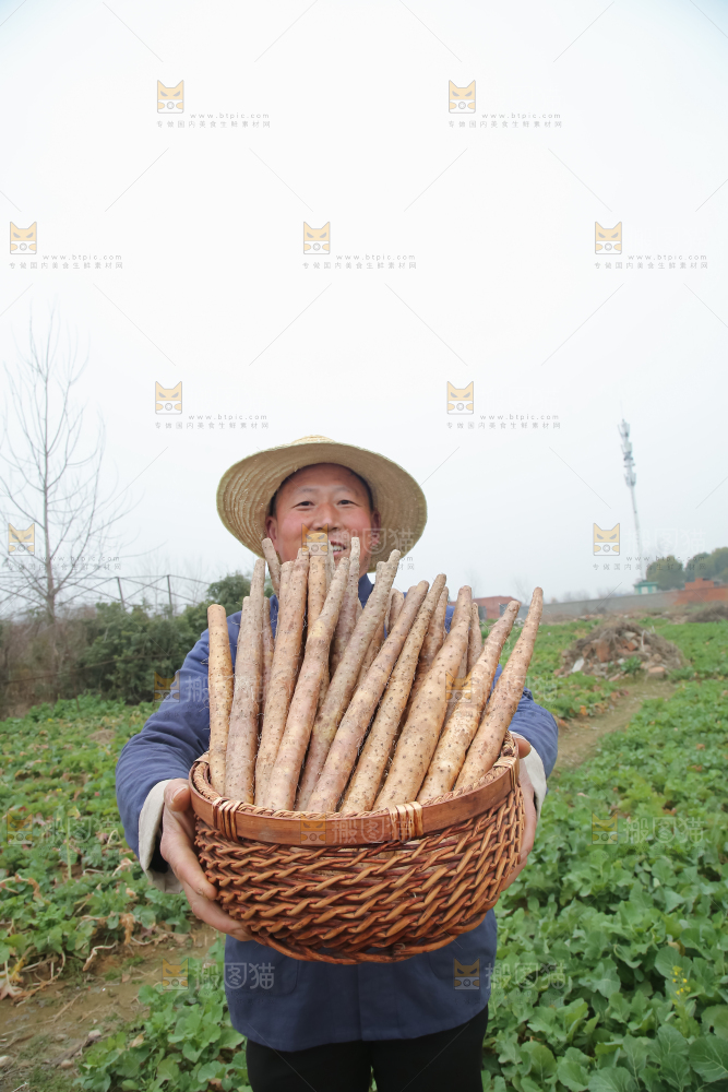 铁棍山药
