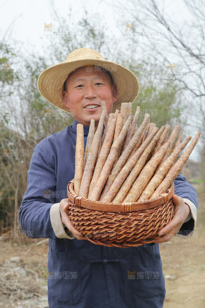 铁棍山药