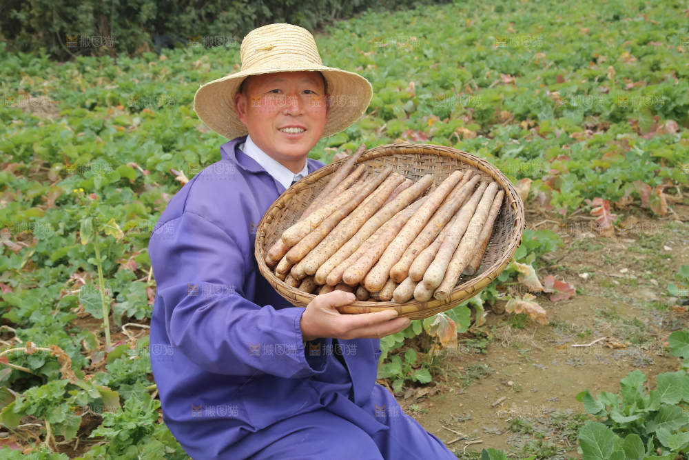 铁棍山药