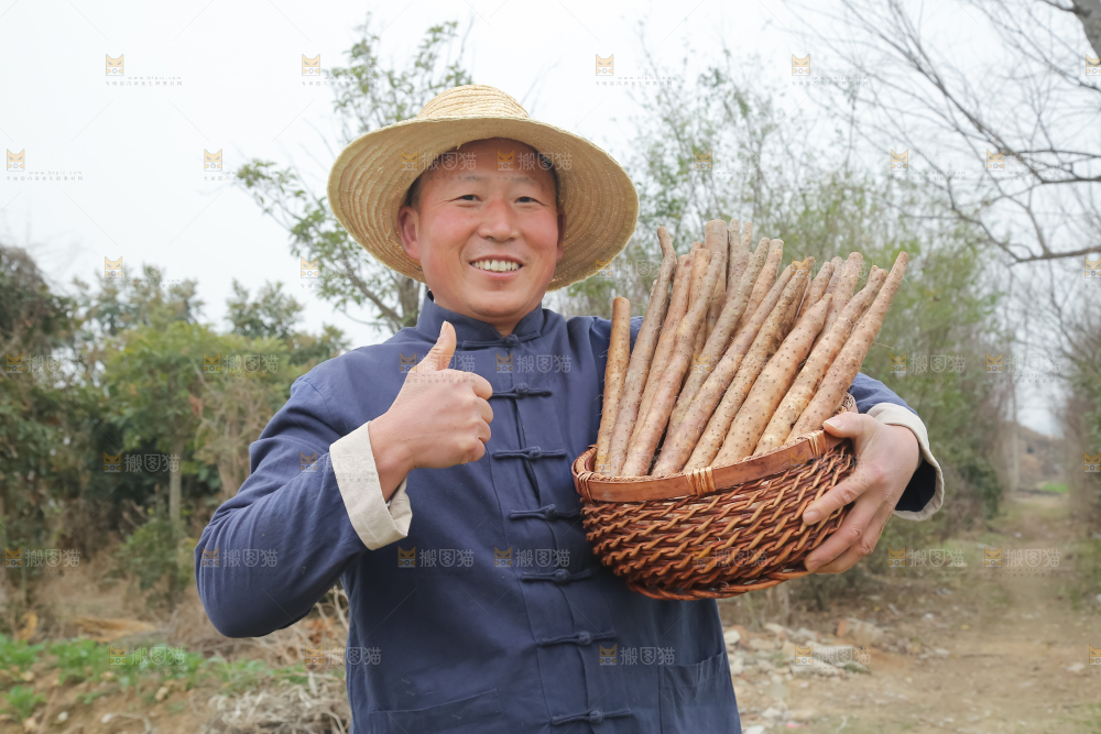 铁棍山药