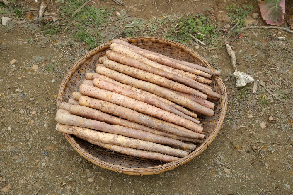铁棍山药
