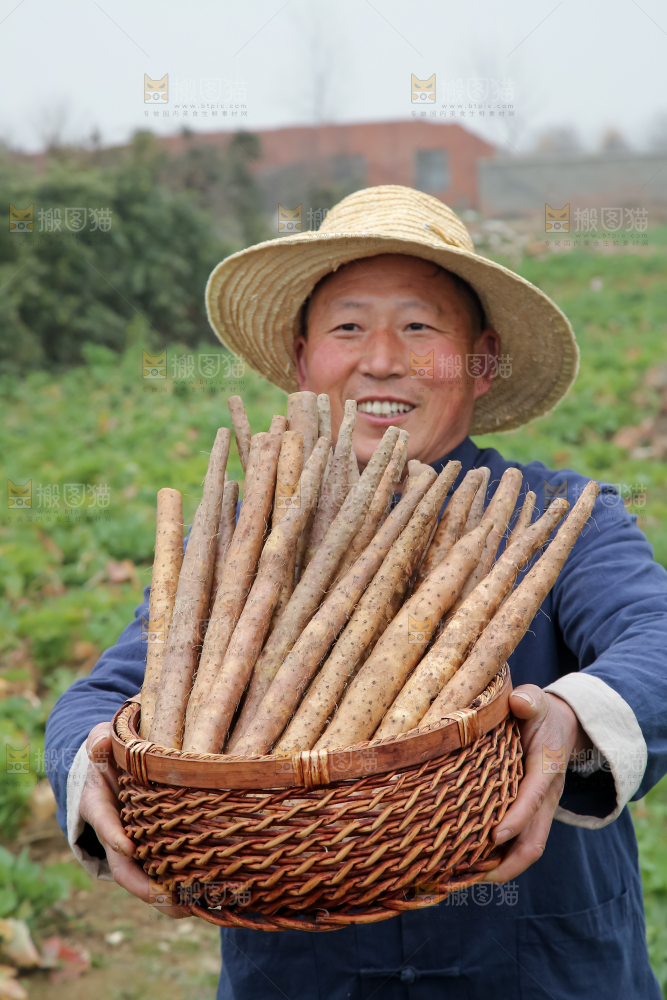 铁棍山药