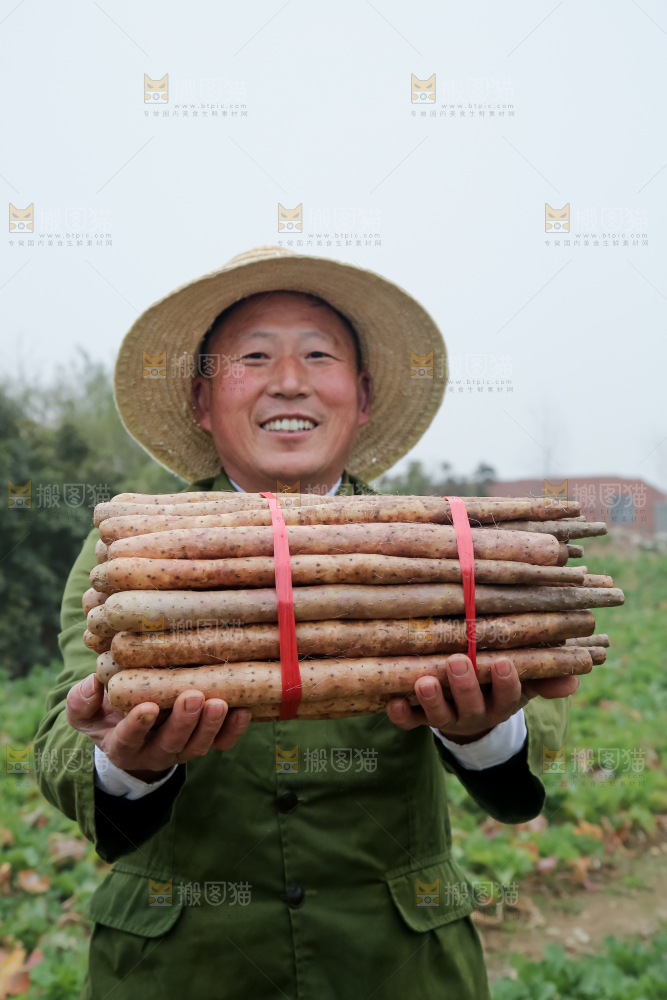 铁棍山药