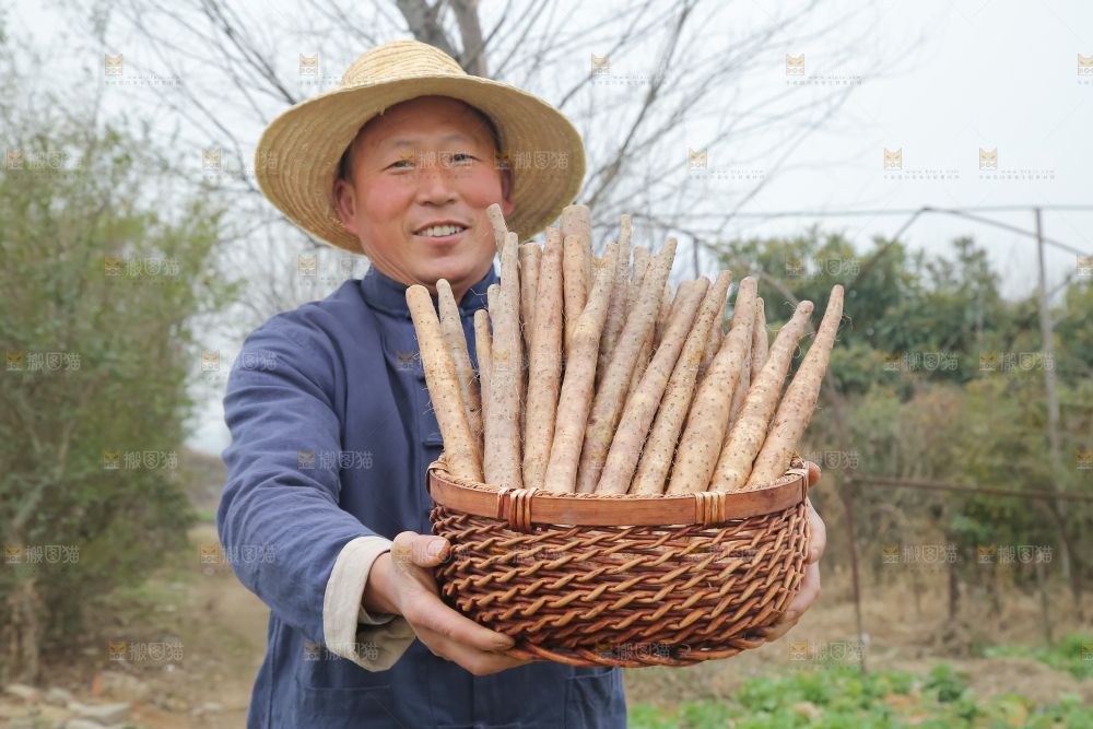 铁棍山药