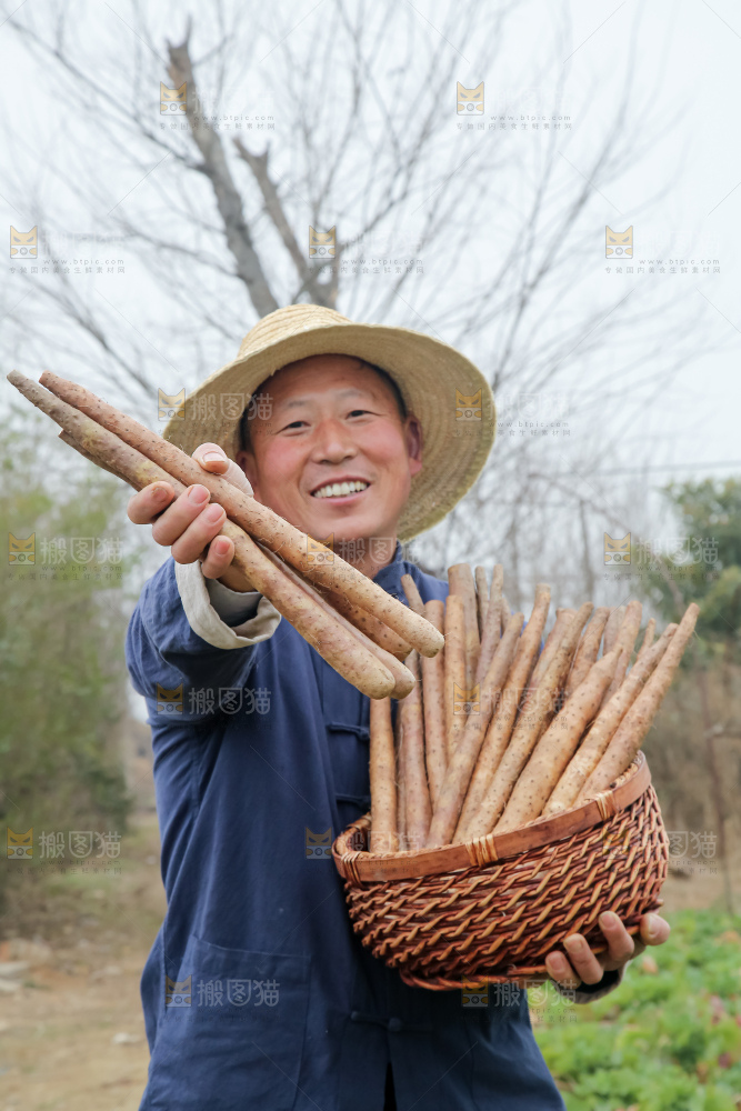 铁棍山药