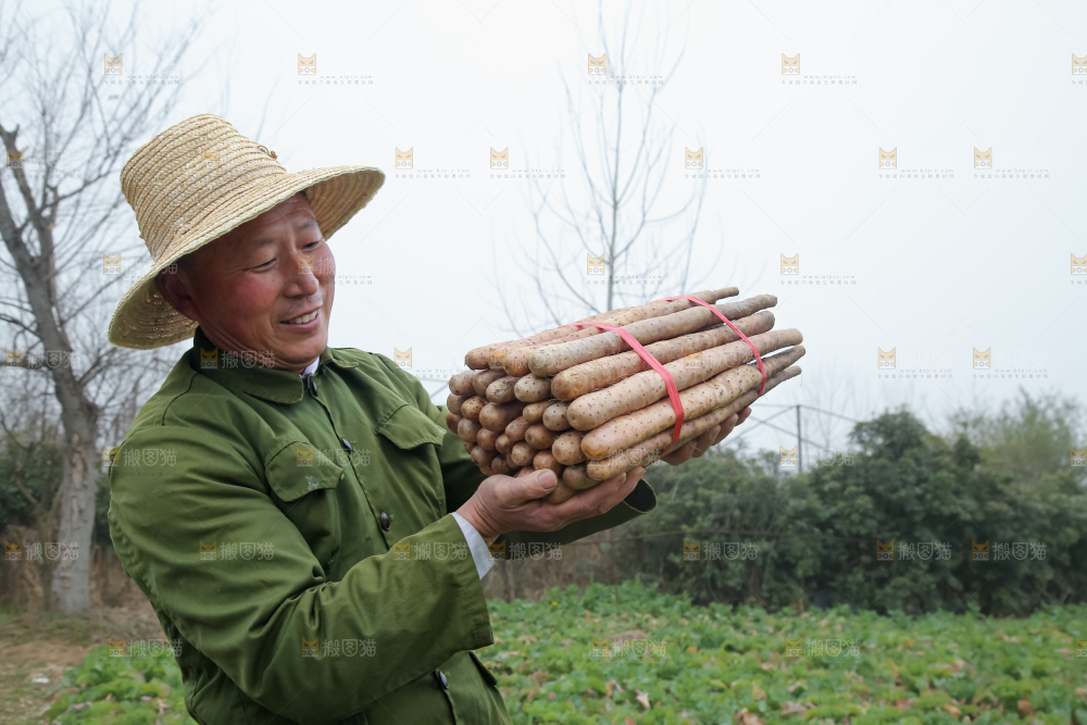 铁棍山药