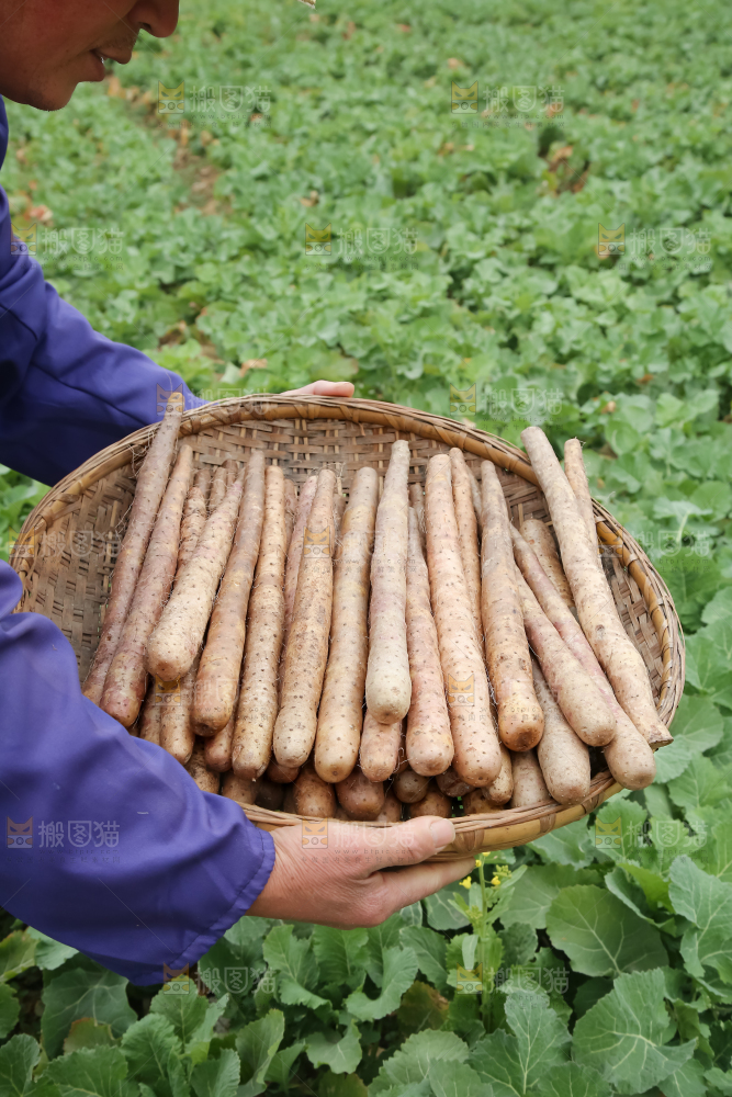 铁棍山药