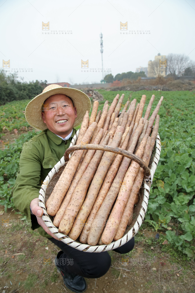 铁棍山药