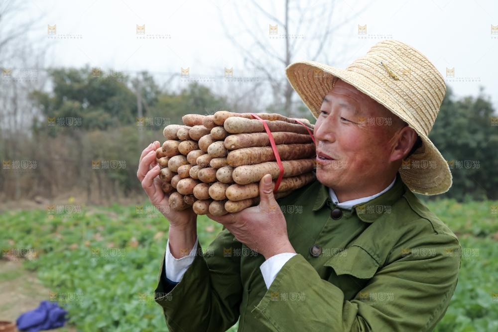 铁棍山药