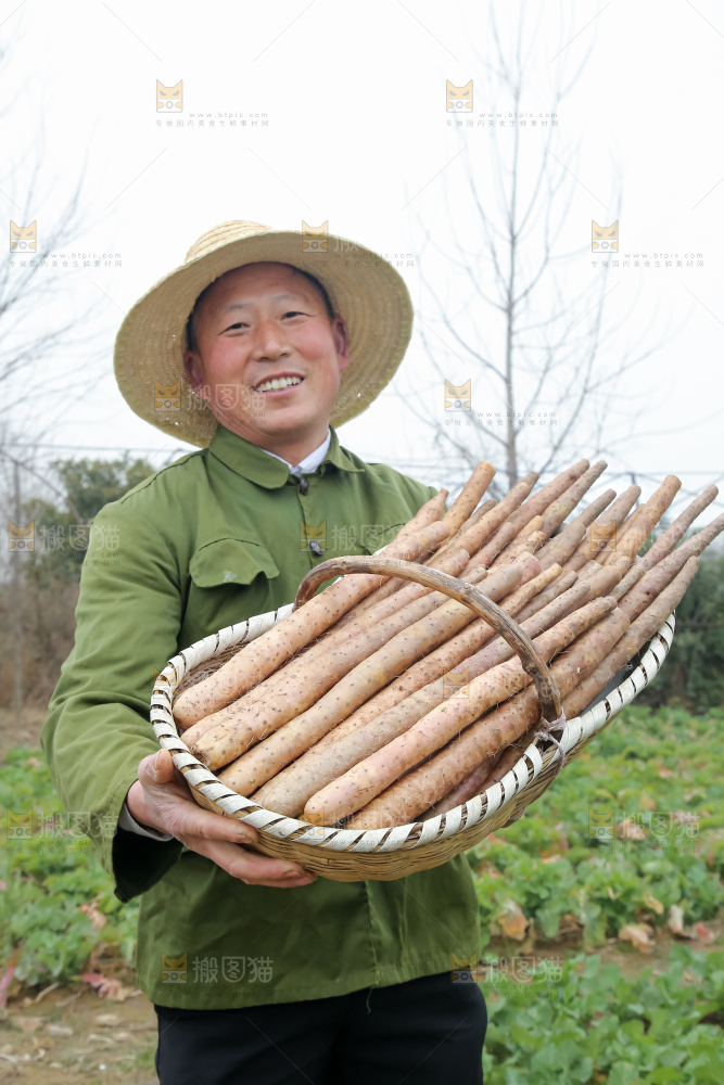 铁棍山药