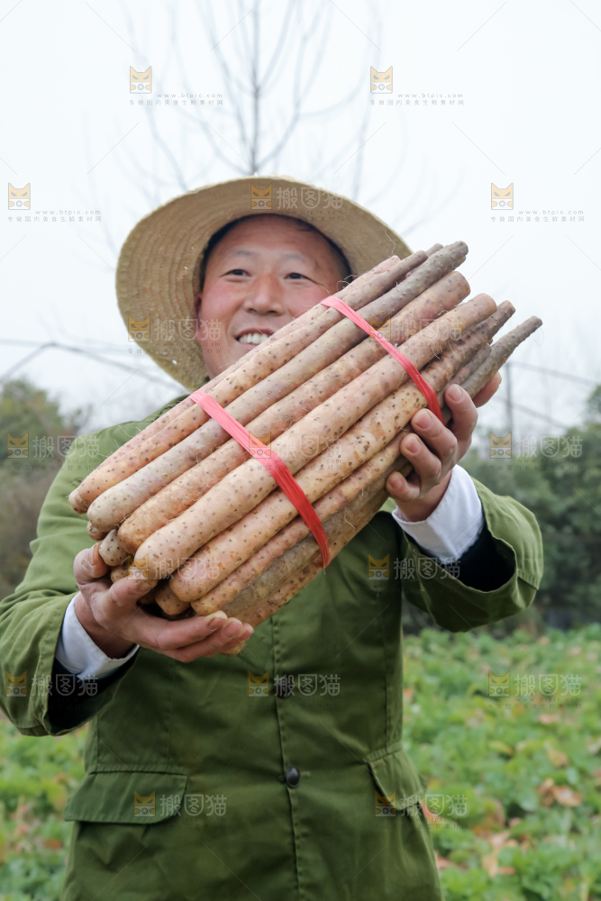 铁棍山药