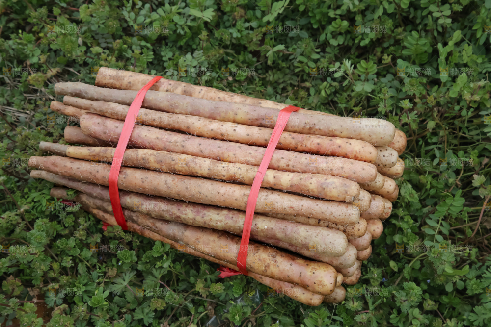 铁棍山药