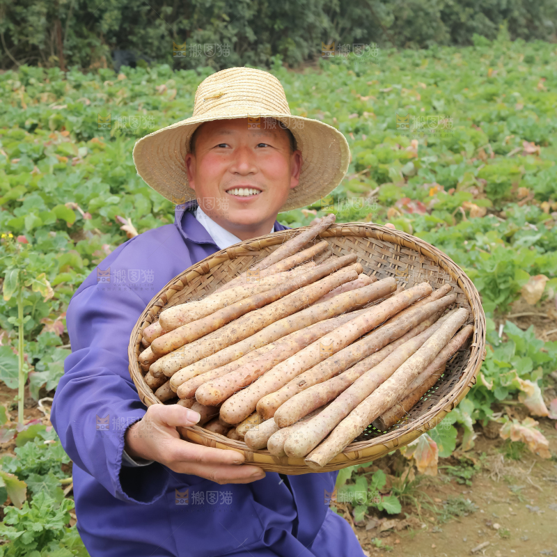 铁棍山药