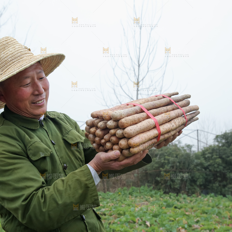 铁棍山药