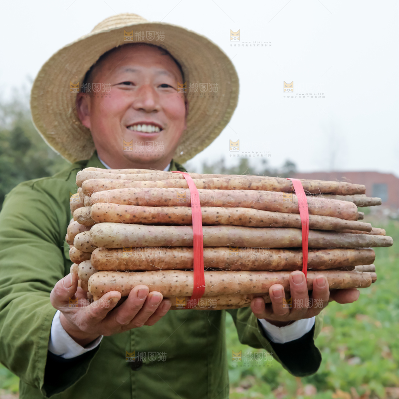 铁棍山药