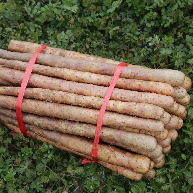 铁棍山药