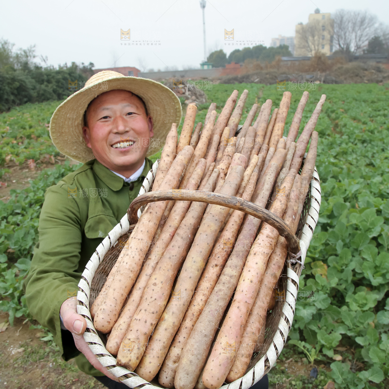 铁棍山药