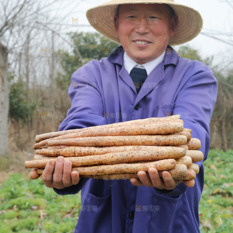铁棍山药