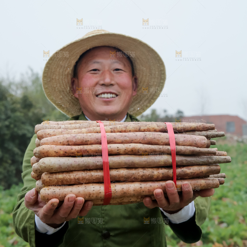 铁棍山药
