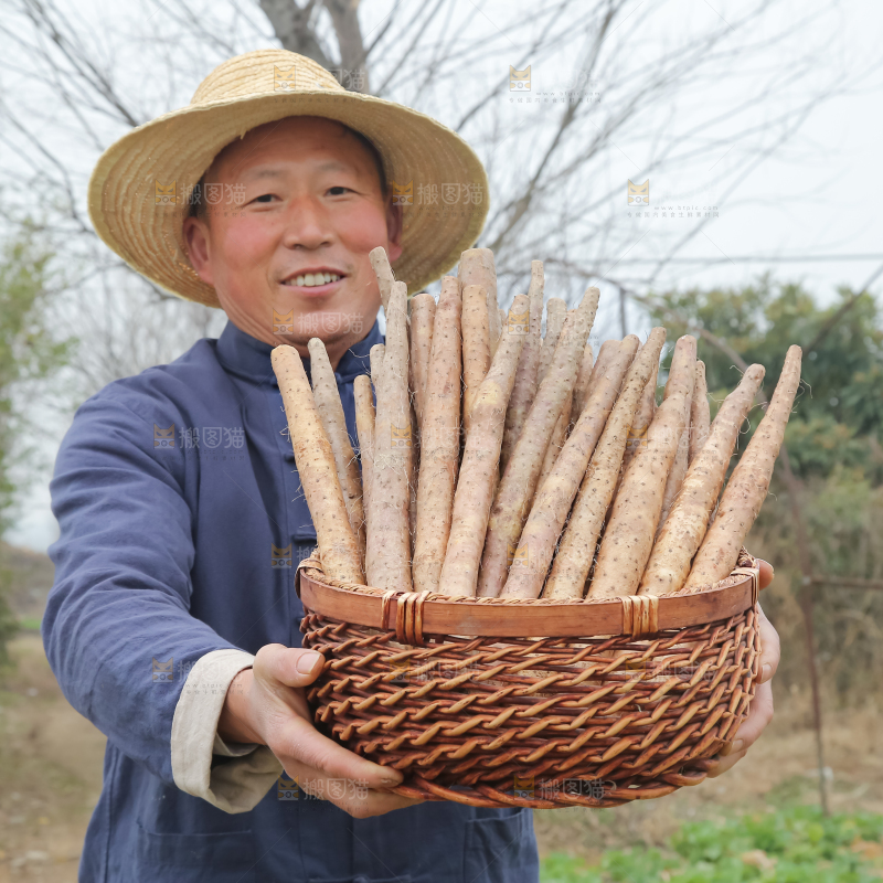 铁棍山药