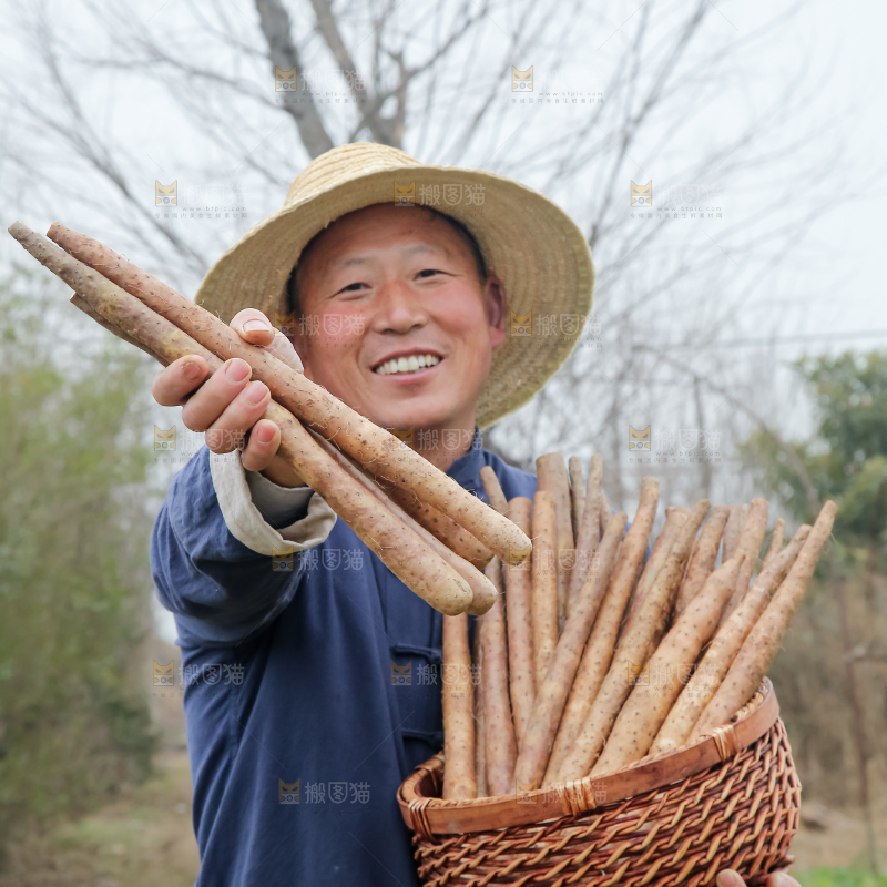 铁棍山药
