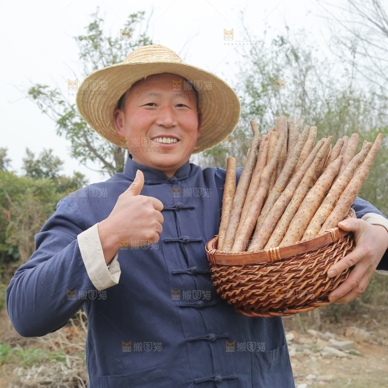 铁棍山药