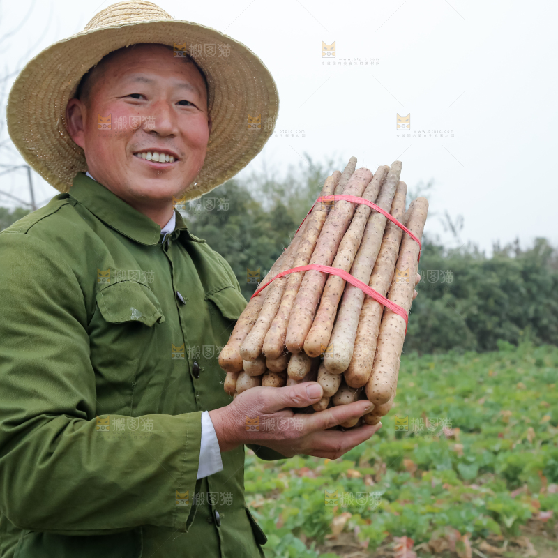 铁棍山药