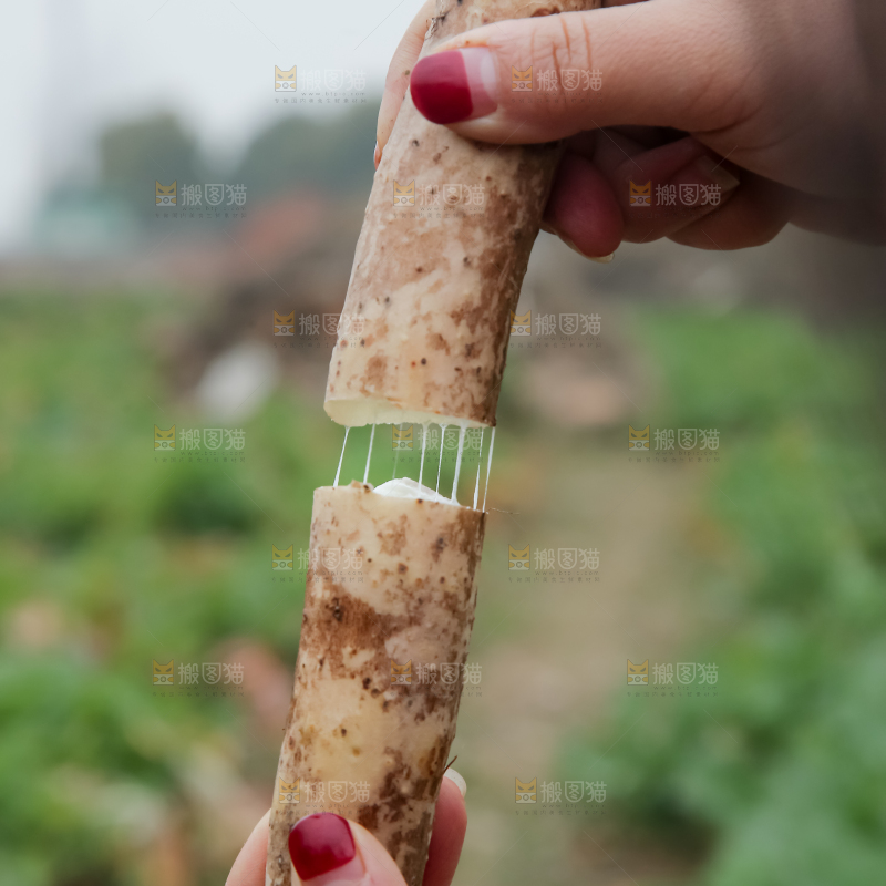 铁棍山药