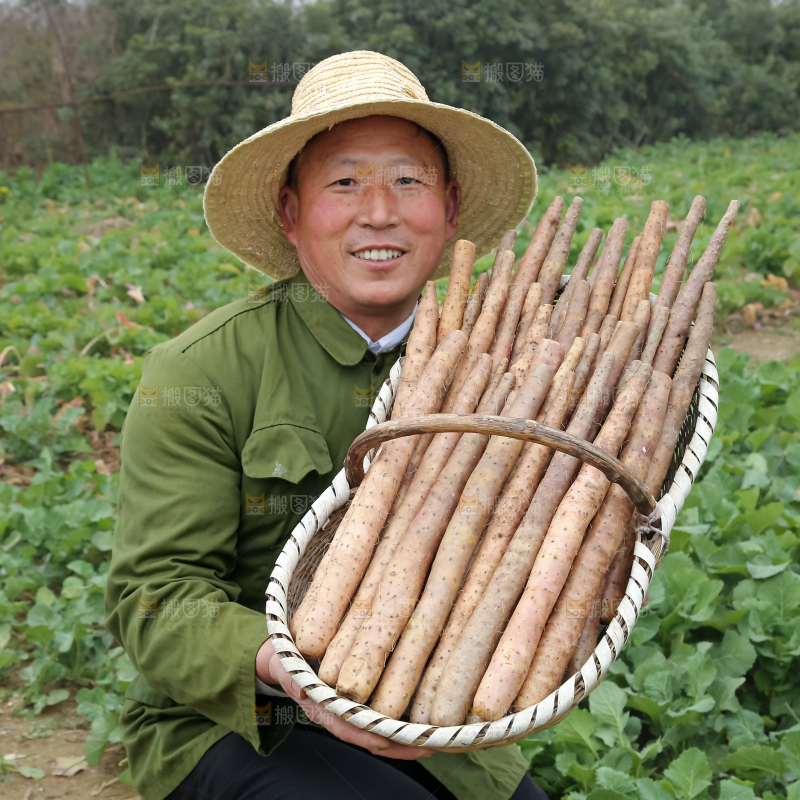 铁棍山药