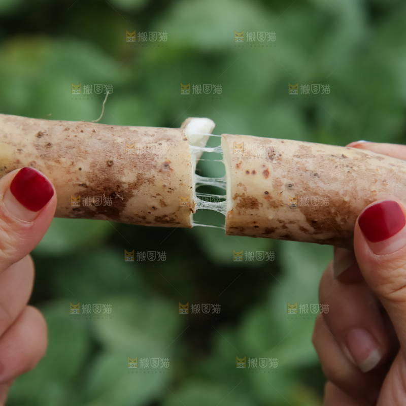 铁棍山药