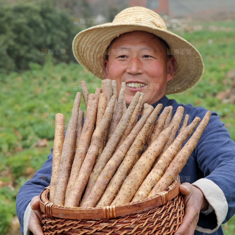 铁棍山药