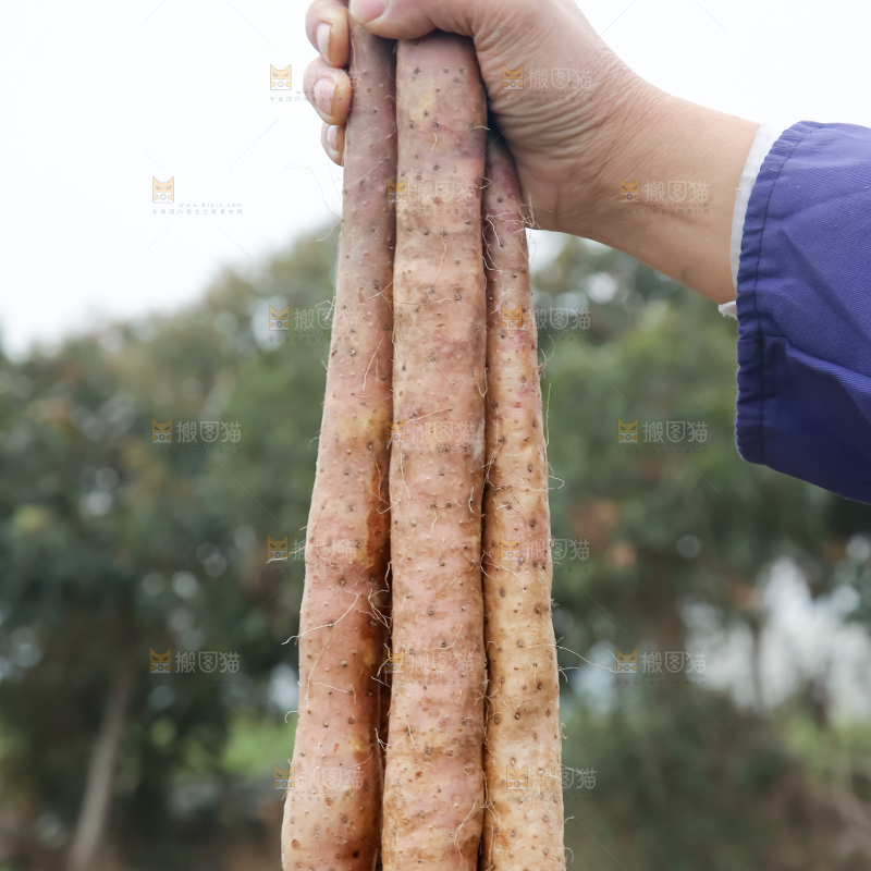 铁棍山药